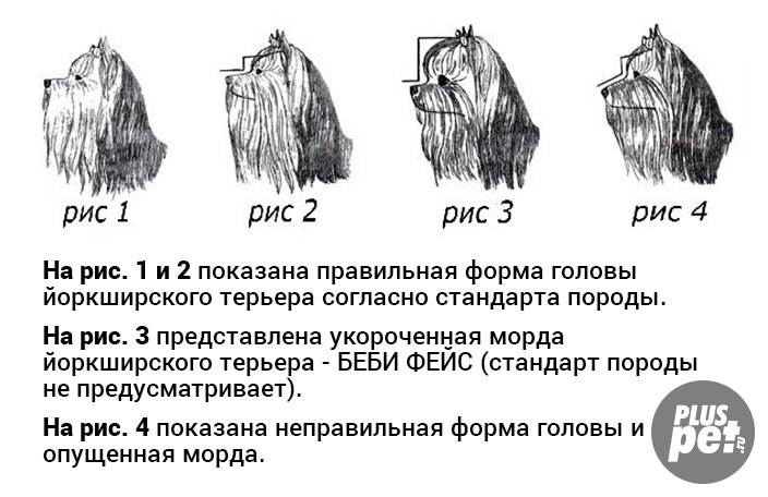 Возраст йорка: по человеческим меркам, этапы зрелости