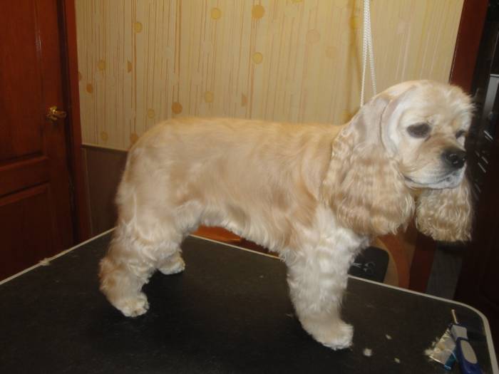 Стрижка кокер-спаниеля в салоне или в домашних условиях