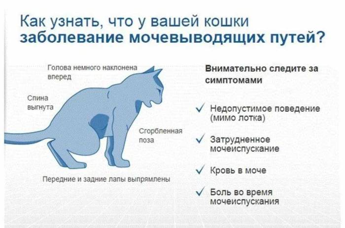 Как помочь кошке при родах: ускорение затянувшегося процесса в домашних условиях, стимуляция