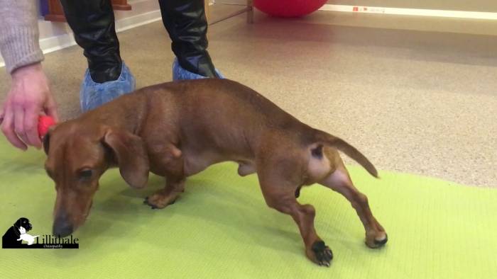 Дископатия – всё о заболевании позвоночника у собак