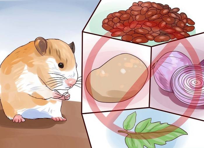 Здоровое питание хомяков: фрукты и ягоды в их рационе