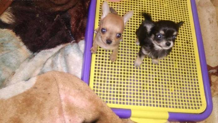 Как быстро приучить щенка к пеленке | как можно?