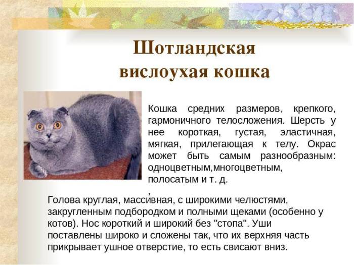 Шотландская вислоухая кошка: описание породы, характер.