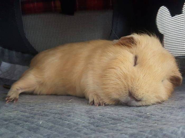 Когда, сколько и как спят морские свинки