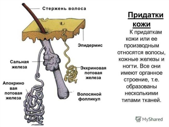 Строение кожи в деталях