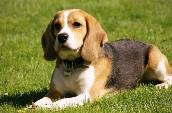 Средние породы собак, их особенности, виды, названия и фото | живность.ру