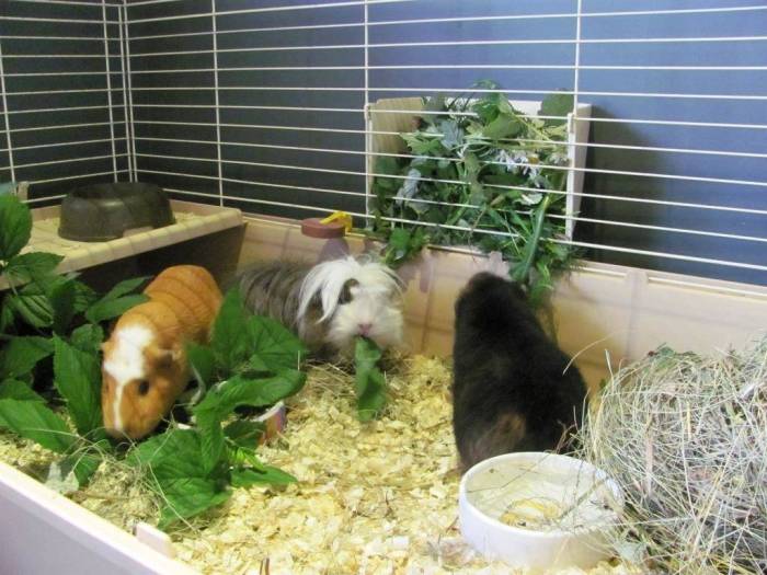 Разведение морских свинок в домашних условиях: кормление и уход