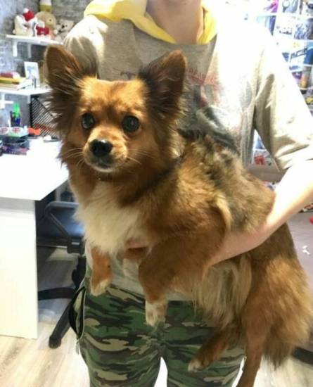 Помчи - помесь шпица и чихуахуа: фото, описание породы, особенности характера, питание, уход и содержание, а так же отзывы владельцев