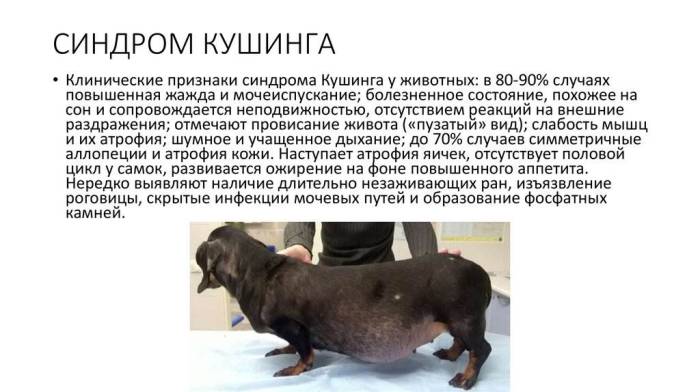 Лечение синдрома кушинга у собак: препараты и необходимость оперирования для гипофизарного, ятрогенного и надпочечникового течения болезни