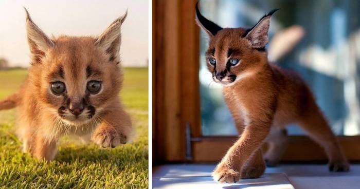 Каракал – степная рысь