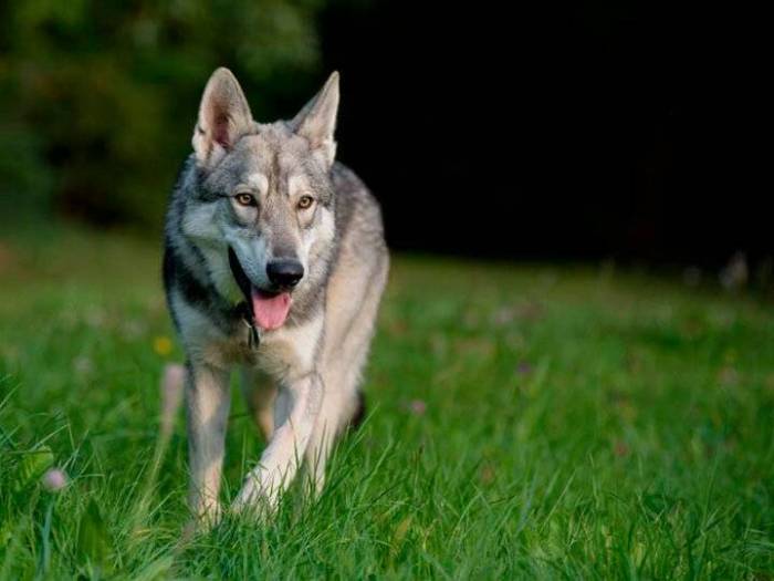 Волчья собака сарлоса: красив, но спесив | ваши питомцы
