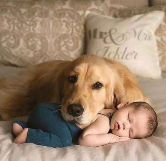 Самые добрые породы собак в мире — топ-10 с фото и названиями