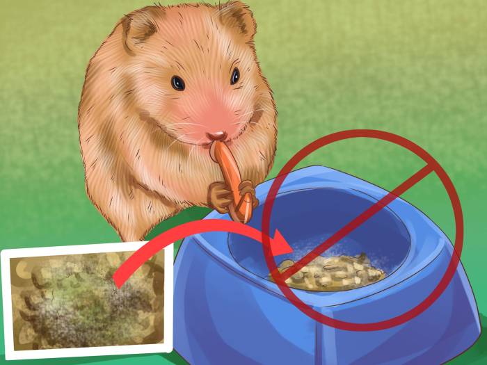 Фрукты и ягоды в рационе хомяка