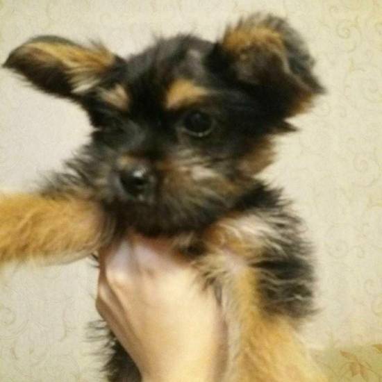 Чорки - путеводитель по собакам смешанной породы йорки чихуахуа - домашние питомцы - 2023