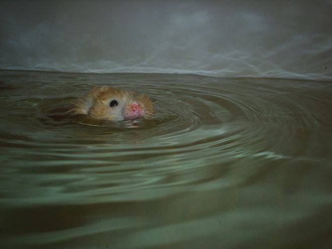 Плавают ли хомяки и стоит ли проводить водные процедуры грызуну
