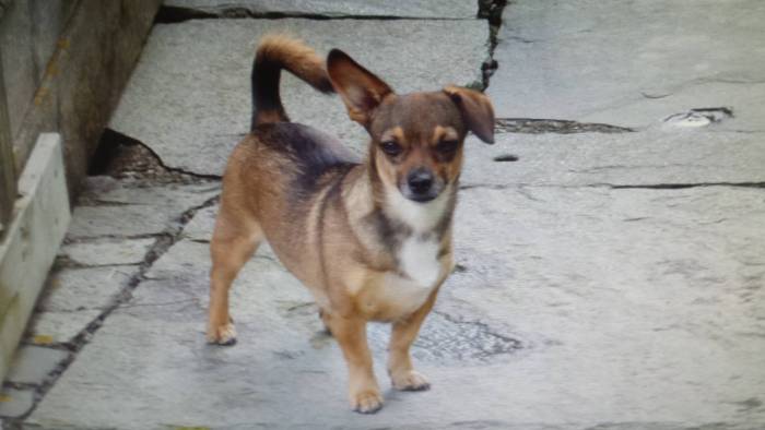 Клички собак девочек маленьких пород, имена для маленьких собак девочек