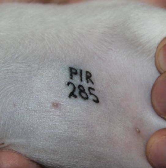 Где поставить клеймо щенку. как найти собаку по клейму через базу данных ркф?