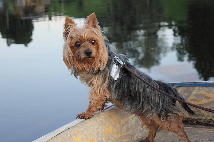 Австралийский шелковистый терьер: описание, внешний вид и характер породы