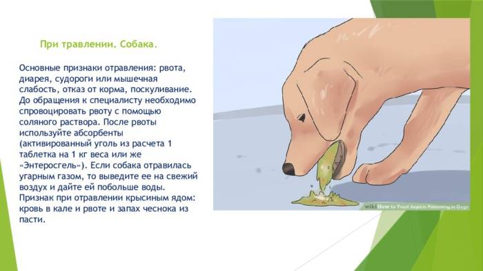 Рвота у собаки: причины и что делать в данной ситуации?