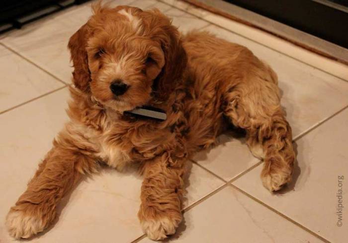 Кокер-пудель(кокапу): описание, характеристика, фото