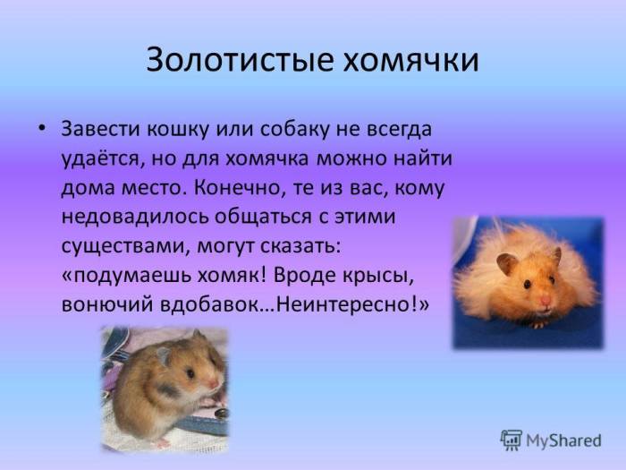 Интересные факты о хомяках, живущих в домашних и диких условиях