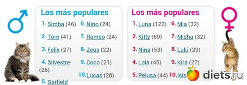 2000+ самых легких кличек для кошек американских короткошерстных мальчиков и девочек