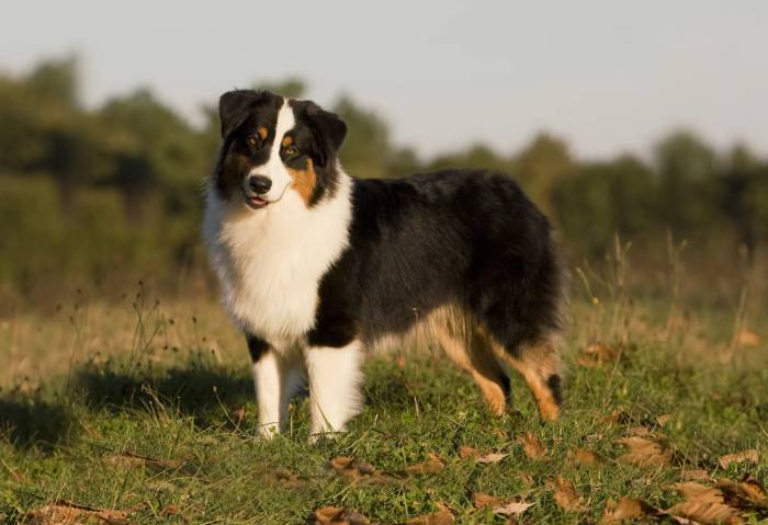 Австралийская овчарка (аусси) — описание породы, выбор щенка, содержание и уход