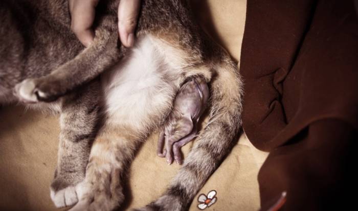 Как понять, что кошка рожает: признаки как узнавать?