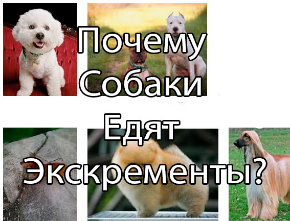 Почему собака ест траву: какие причины, зачем это делать и можно ли собакам есть траву на улице?