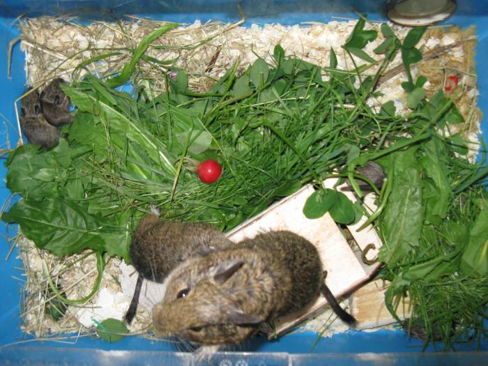 Можно ли дегу свежую траву?