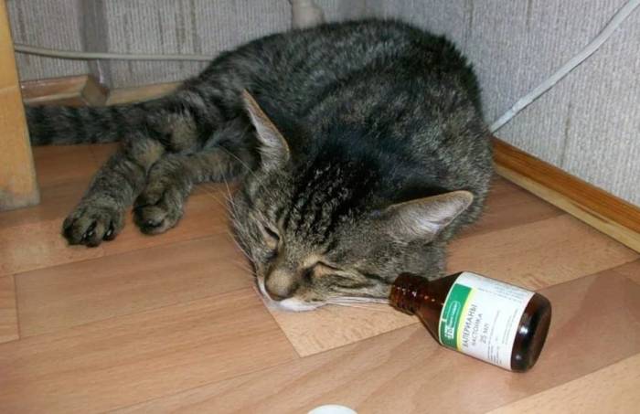 Коты и валерьянка: почему они так ее любят и можно ли давать