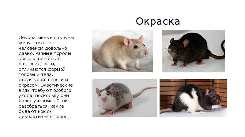 Все, что вы хотели знать о крысах