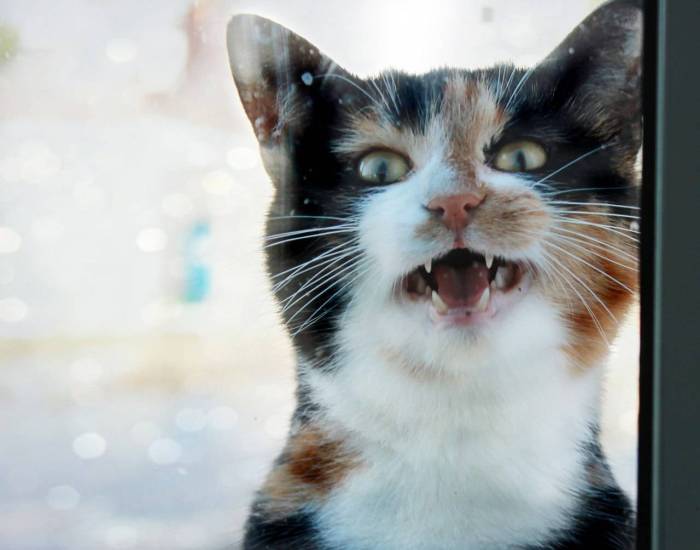 Звуки для кошек