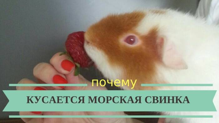 Морская свинка кусается: причины, последствия и решение проблемы