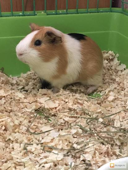 Сколько стоит живая морская свинка в зоомагазине?