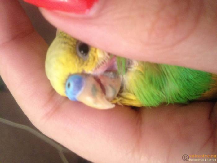 Рвота у попугая (волнистого, кореллы): почему и что делать, если попугая тошнит зернами