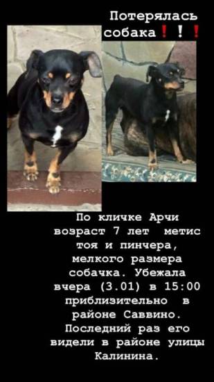 Что означает кличка арчи и берта для собак: полное имя такого питомца