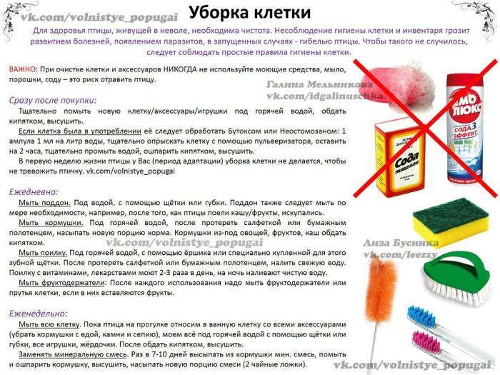 Чем кормить волнистика?