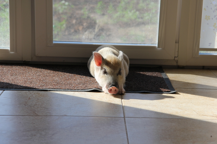 Минипиги и микропиги: как выбрать, содержать, отзывы владельцев