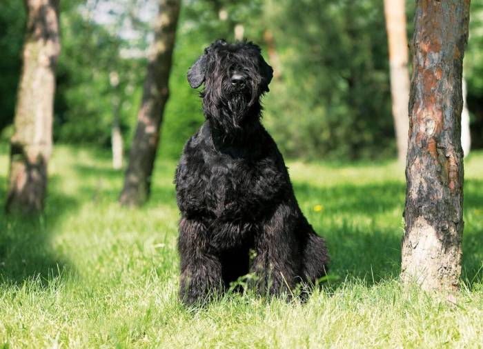 Порода собак русский черный терьер и ее характеристики с фото