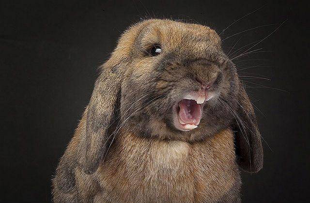 Почему декоративный кролик кусается