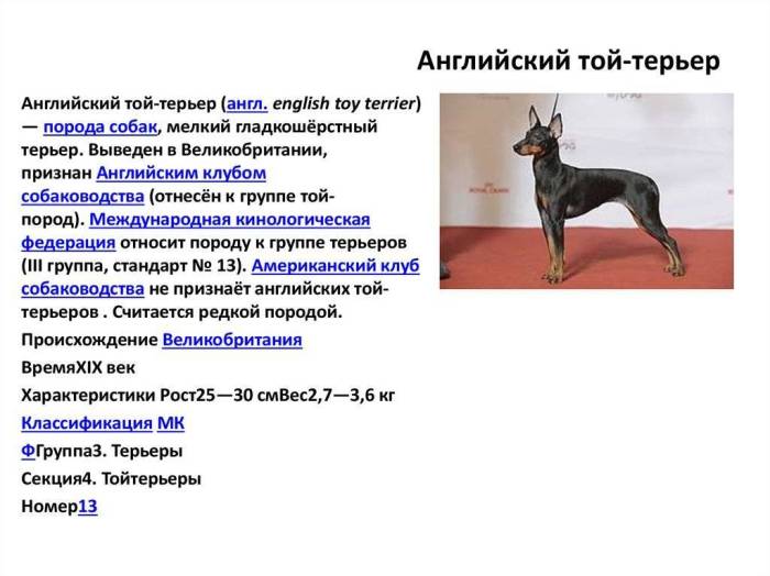 Английский той-терьер: описание породы, фото, характер, щенки