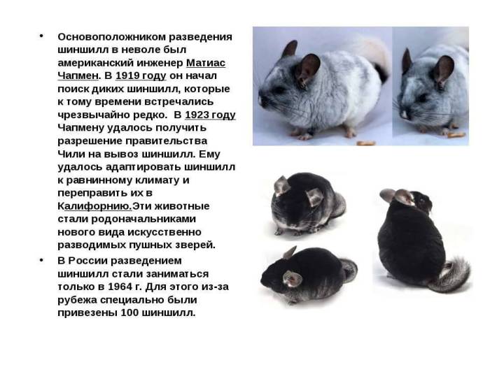 Шиншиллы – уход, содержание, разведение