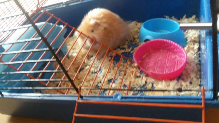 ᐉ почему хомяк грызет клетку, что делать, как отучить - zoopalitra-spb.ru