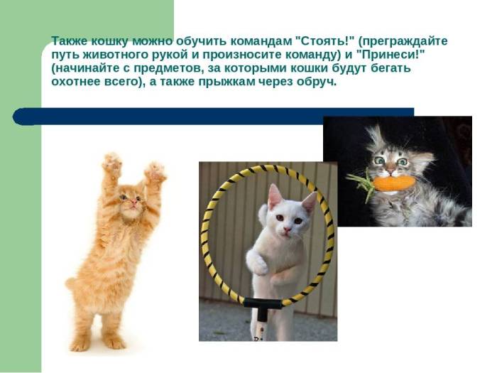 Как научить собаку командам "фу", "нельзя"?