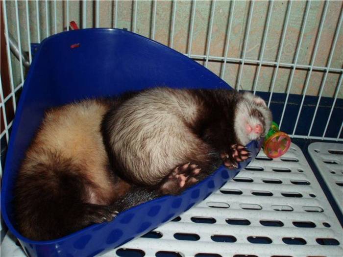 Клоп вонючка — особенности вида и фото, чем опасен и как от него избавиться