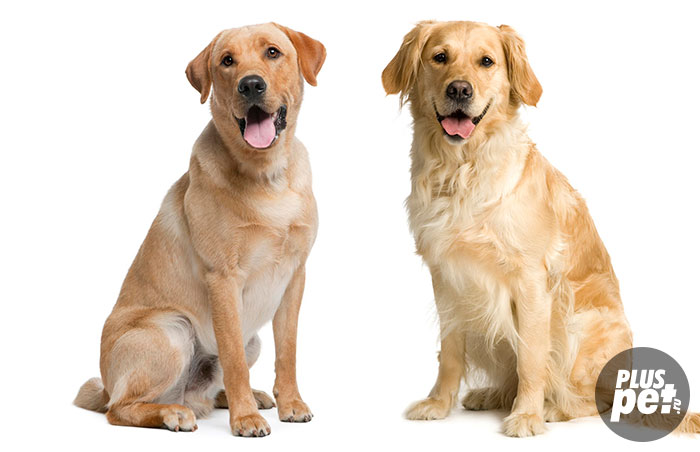 Золотистый лабрадор и ретривер - в чем отличие, сравнение пород и разница между собаками
