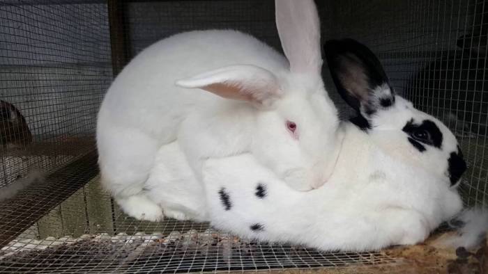 Крольчихи зажирели что делать. кролики не спариваются: почему, что делать