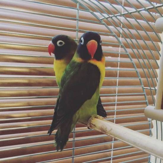 Сколько живут попугаи неразлучники в домашних условиях