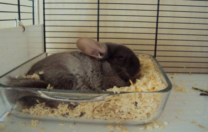 Как приучить шиншиллу к туалету (лотку) в одном месте